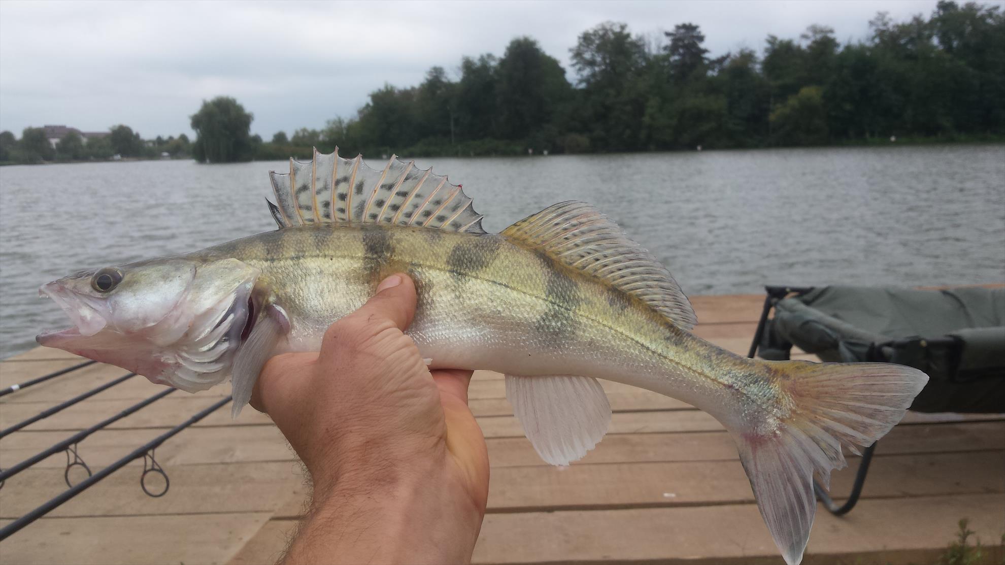 Hermes Peris 25 - 27 septembrie 2015 - 20150927131241.jpg